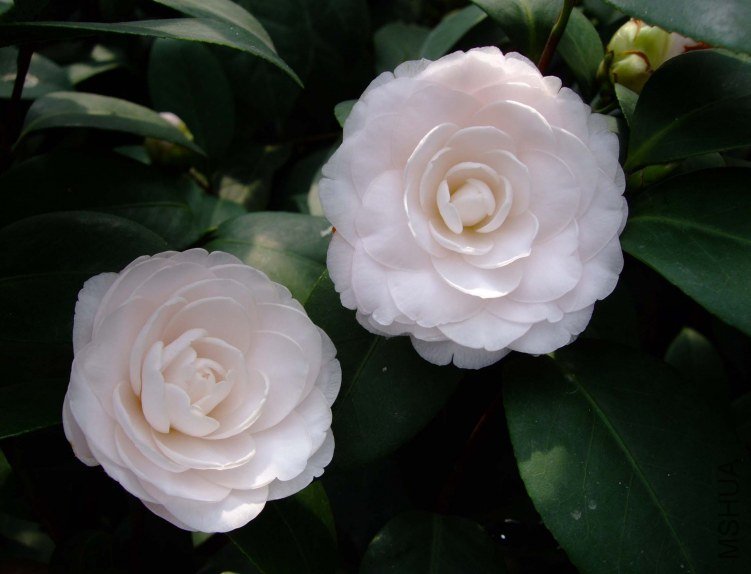 Ů��� 2013-3-18 161.jpg