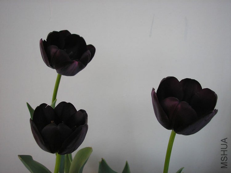 P1010291.jpg