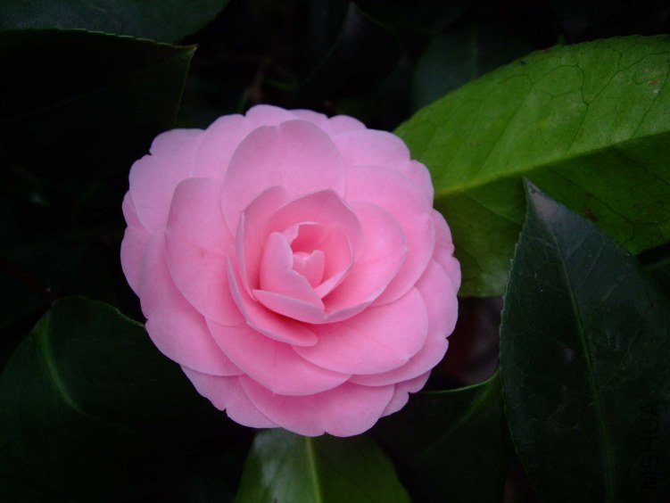 ���� 2013-3-17 051.jpg