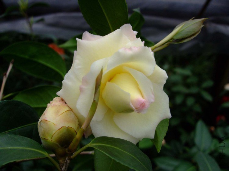 ������ 2013-3-17 065.jpg