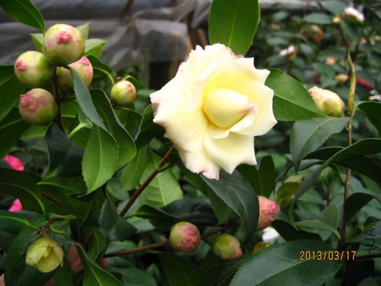 ������ 2013-3-17 008.jpg