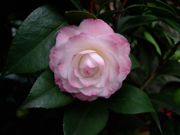 ������ 2013-3-18 096.jpg