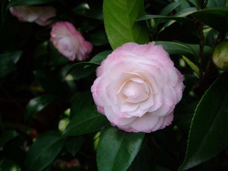 ������ 2013-3-18 165.jpg