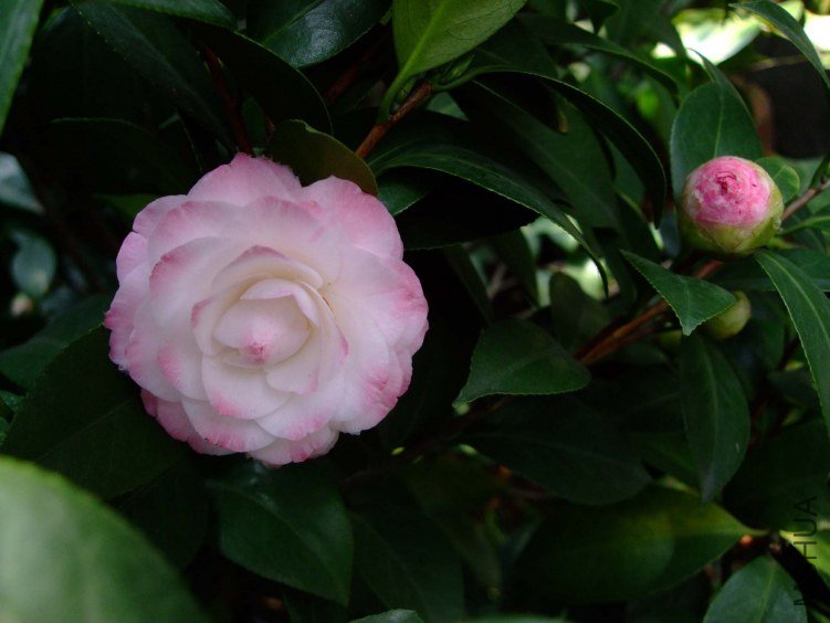 ������ 2013-3-18 166.jpg