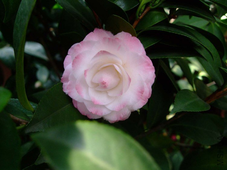 ������ 2013-3-18 167.jpg