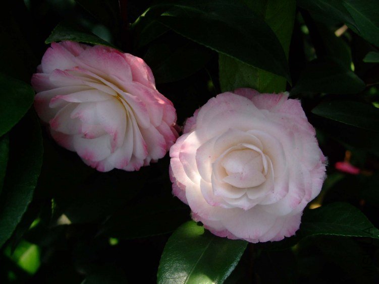 ������ 2013-3-18 168.jpg