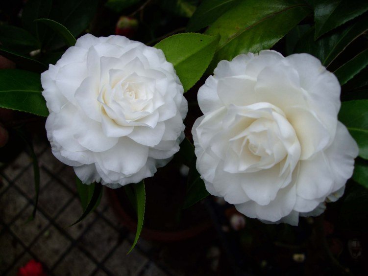 Ƥ˹���� 2013-3-17 059.jpg