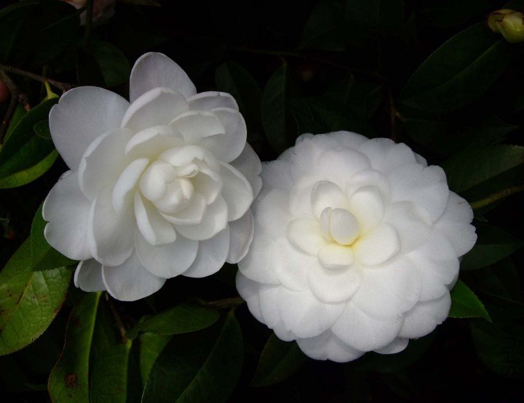 Ʈ�� 2013-3-18 145.jpg