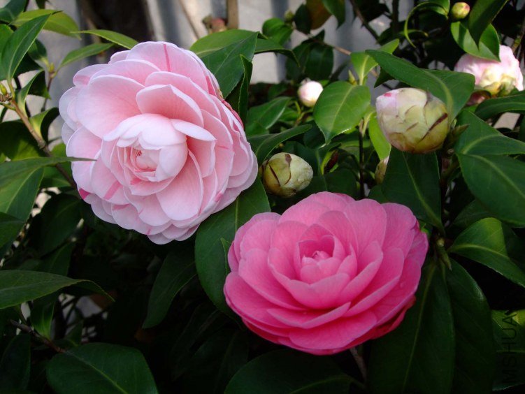 ���� 2013-3-18 183.jpg