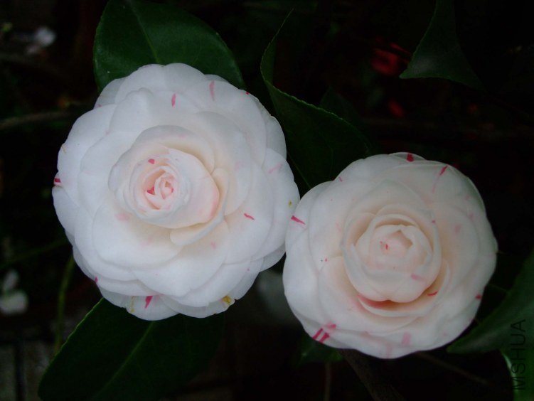 �������� 2013-3-17 052.jpg
