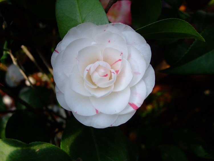 �������� 2013-3-18 181.jpg