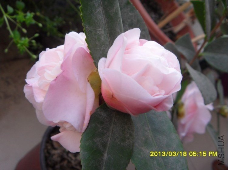 QQ��ͼ20130318174412.jpg