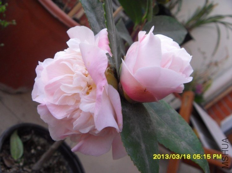 QQ��ͼ20130318174423.jpg