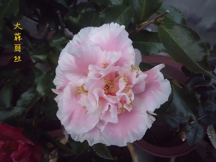 DSCI0316_����.jpg