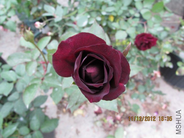 IMG_0833_nEO_IMG.jpg