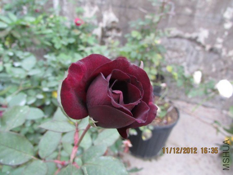 IMG_0834_nEO_IMG.jpg