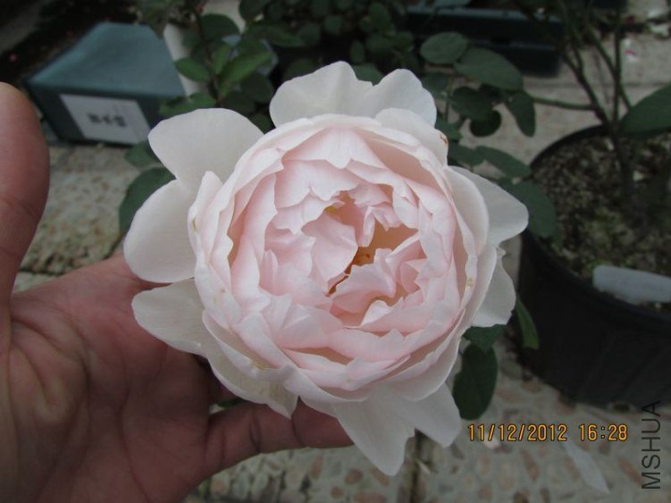 IMG_0803_nEO_IMG.jpg