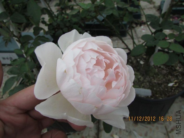 IMG_0804_nEO_IMG.jpg