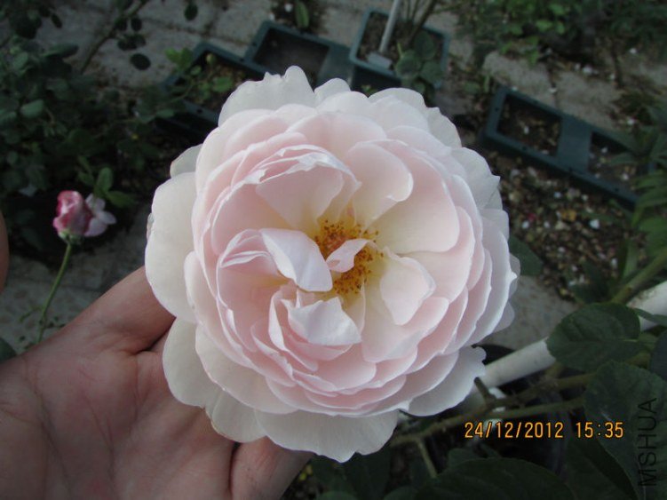 IMG_1383_nEO_IMG.jpg