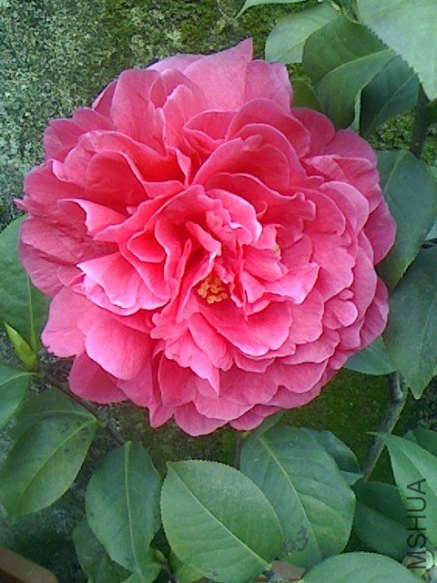 IMG0315073900.jpg