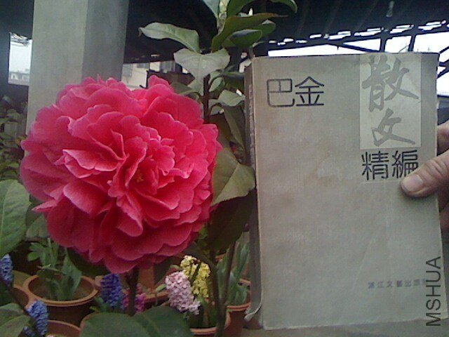 IMG0316175400.jpg