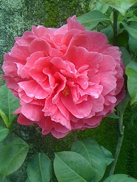 IMG0318075100.jpg