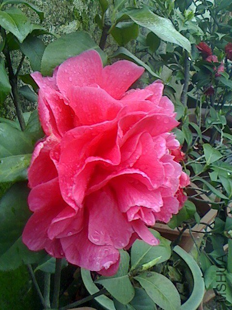 IMG0318075101.jpg