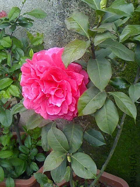 IMG0318075102.jpg