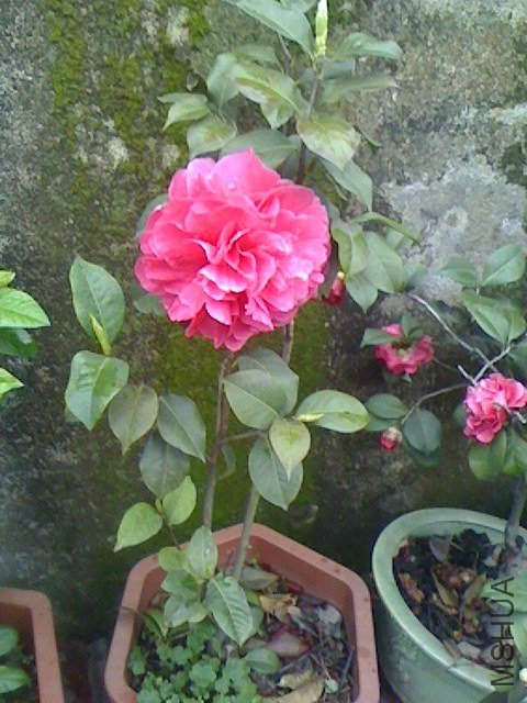 IMG0318075103.jpg