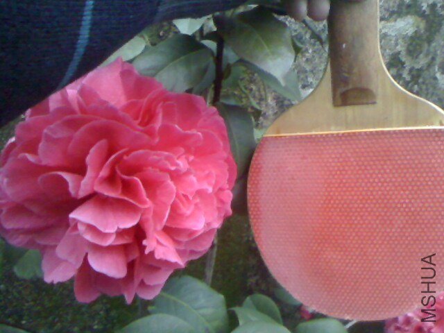 IMG0316180700.jpg
