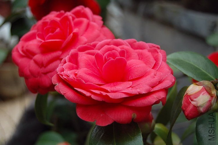 DSC_00650065.JPG