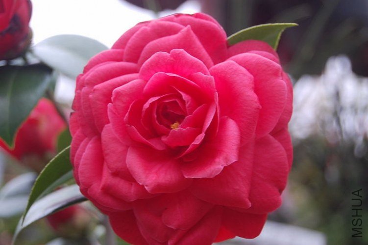 DSC_01270127.JPG