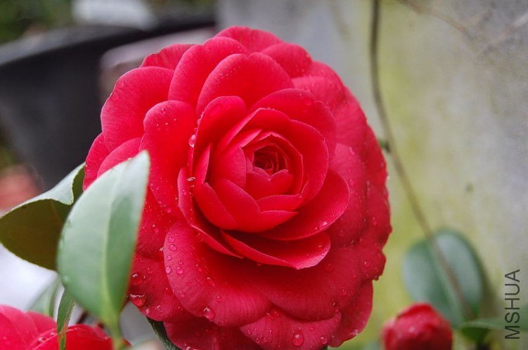 DSC_01070107.JPG
