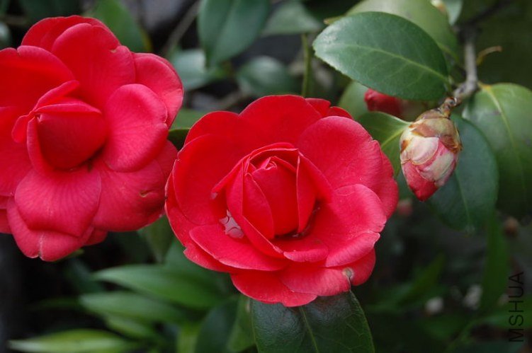 DSC_00820225.JPG