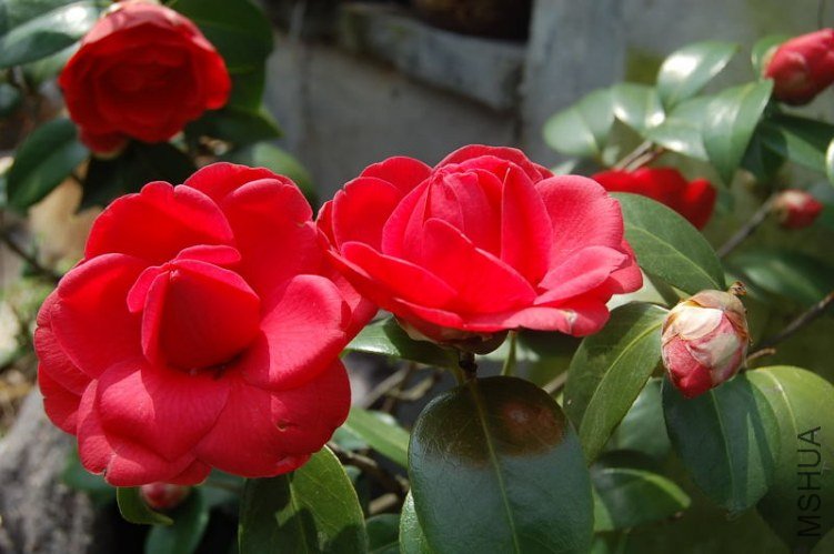 DSC_00770220.JPG