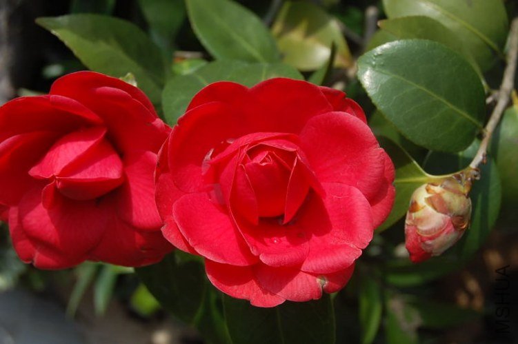 DSC_00790222.JPG