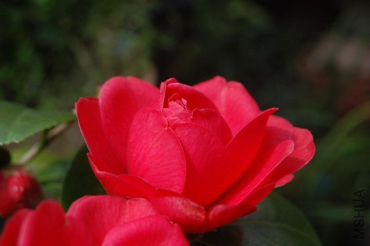DSC_00800223.JPG