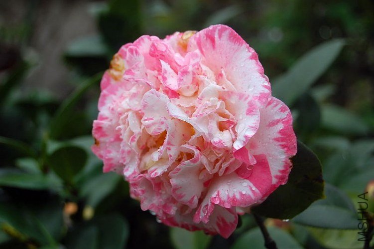 DSC_00010001.JPG