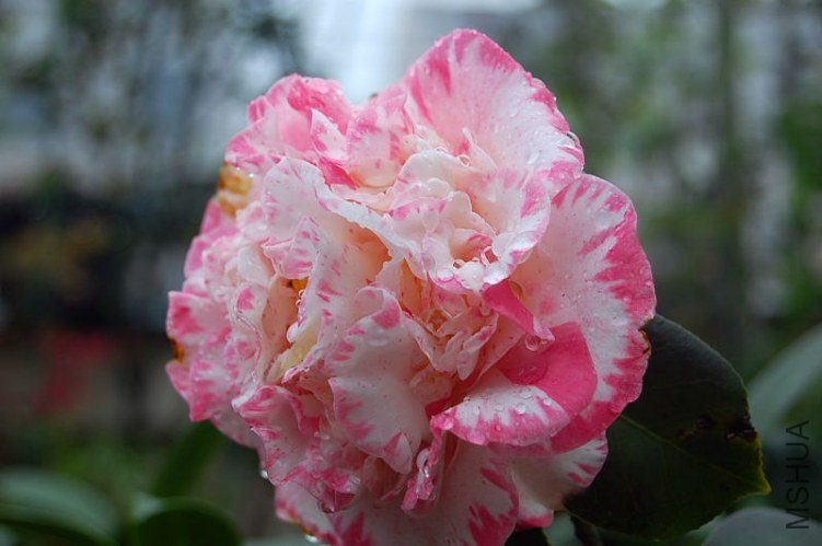 DSC_00050005.JPG