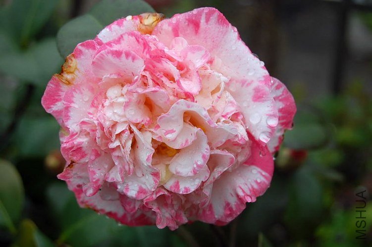 DSC_00060006.JPG