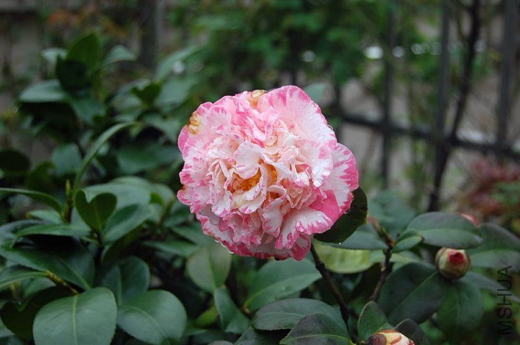 DSC_00100010.JPG