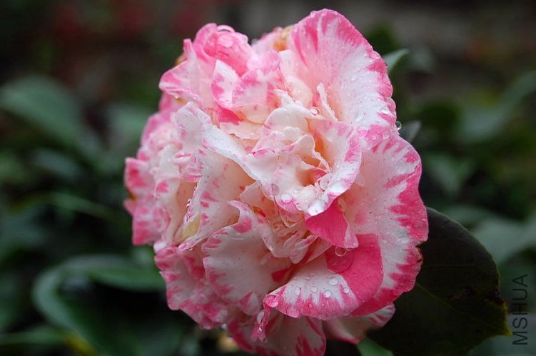 DSC_00040004.JPG