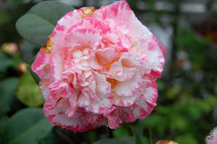 DSC_00080008.JPG