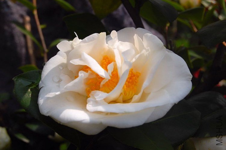 DSC_00860086.JPG