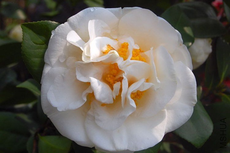 DSC_00840084.JPG