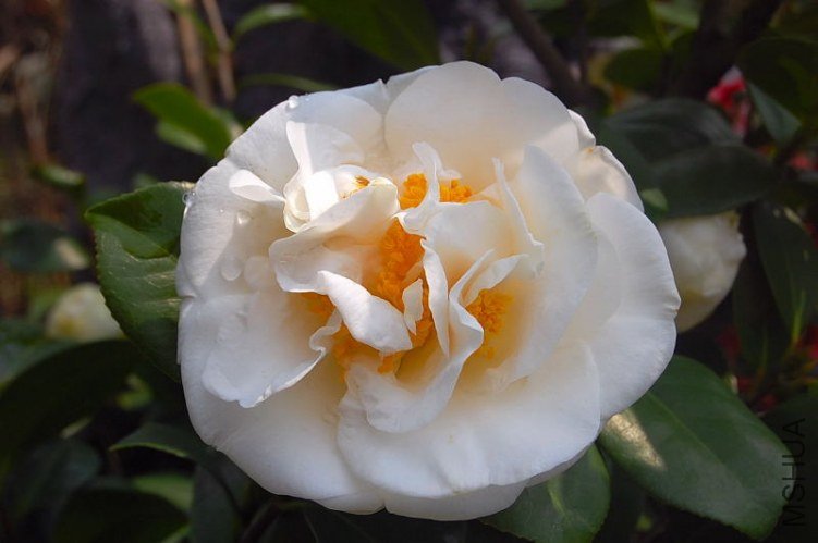 DSC_00820082.JPG
