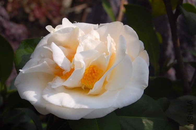DSC_00750075.JPG