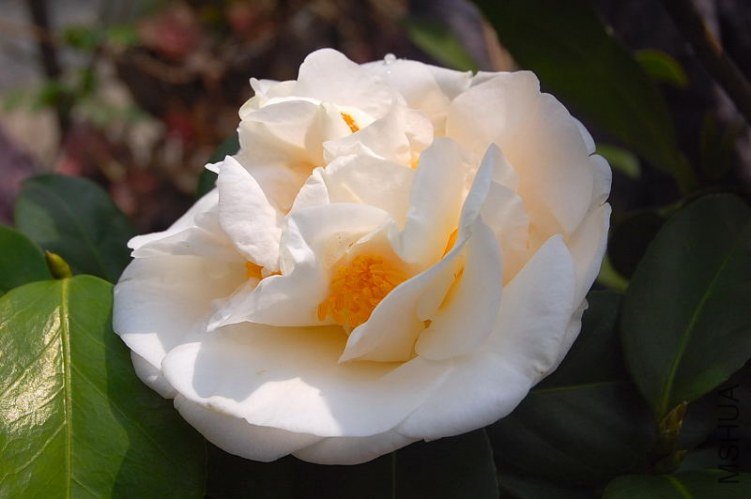 DSC_00730073.JPG