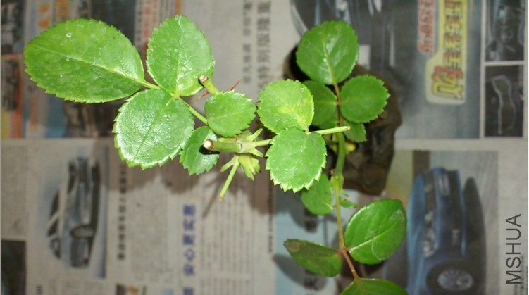 QQ��ͼ20130319130343.jpg