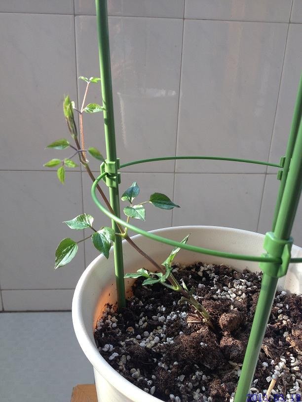 ���տ��� 2013.03.19.JPG